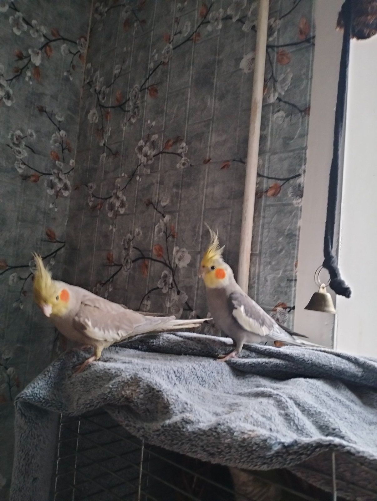 Пара робоча Корелок Природніки