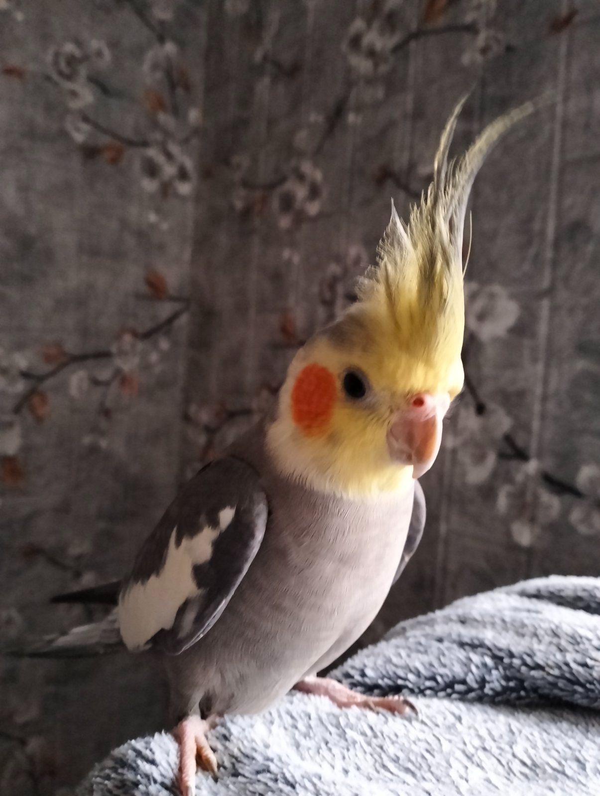 Пара робоча Корелок Природніки