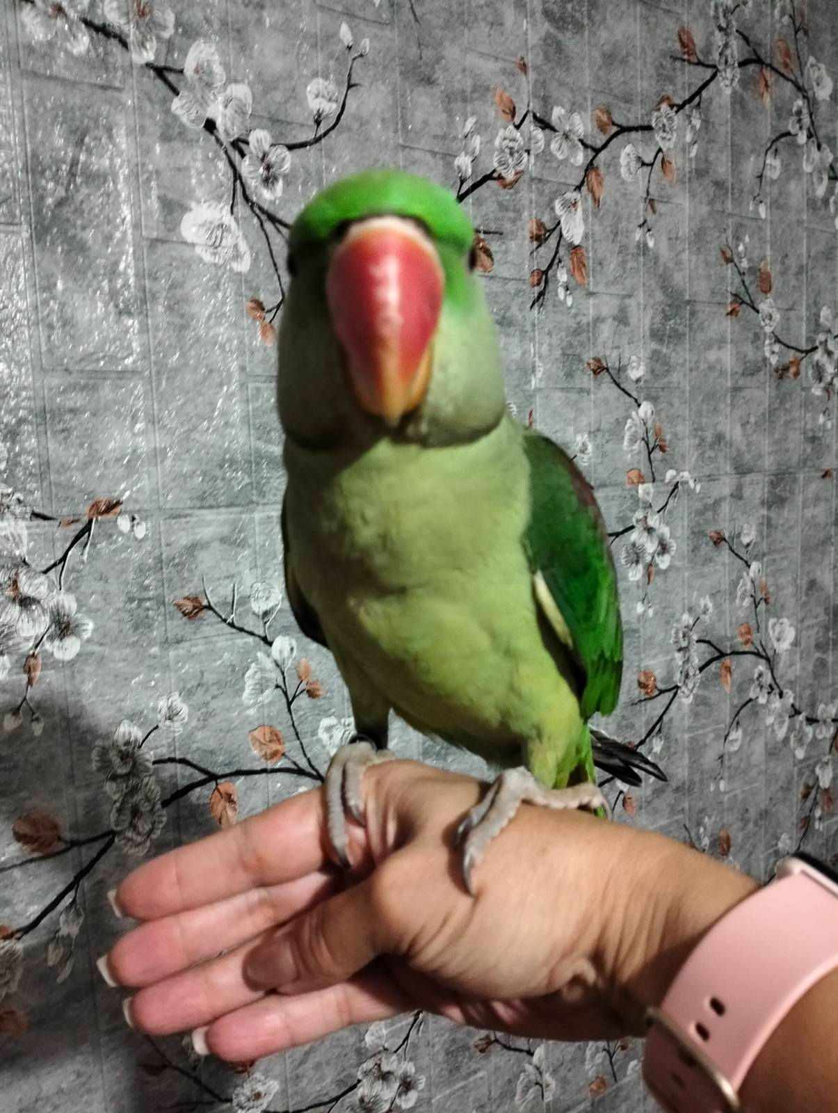 Олександрійський ручний хлопчик