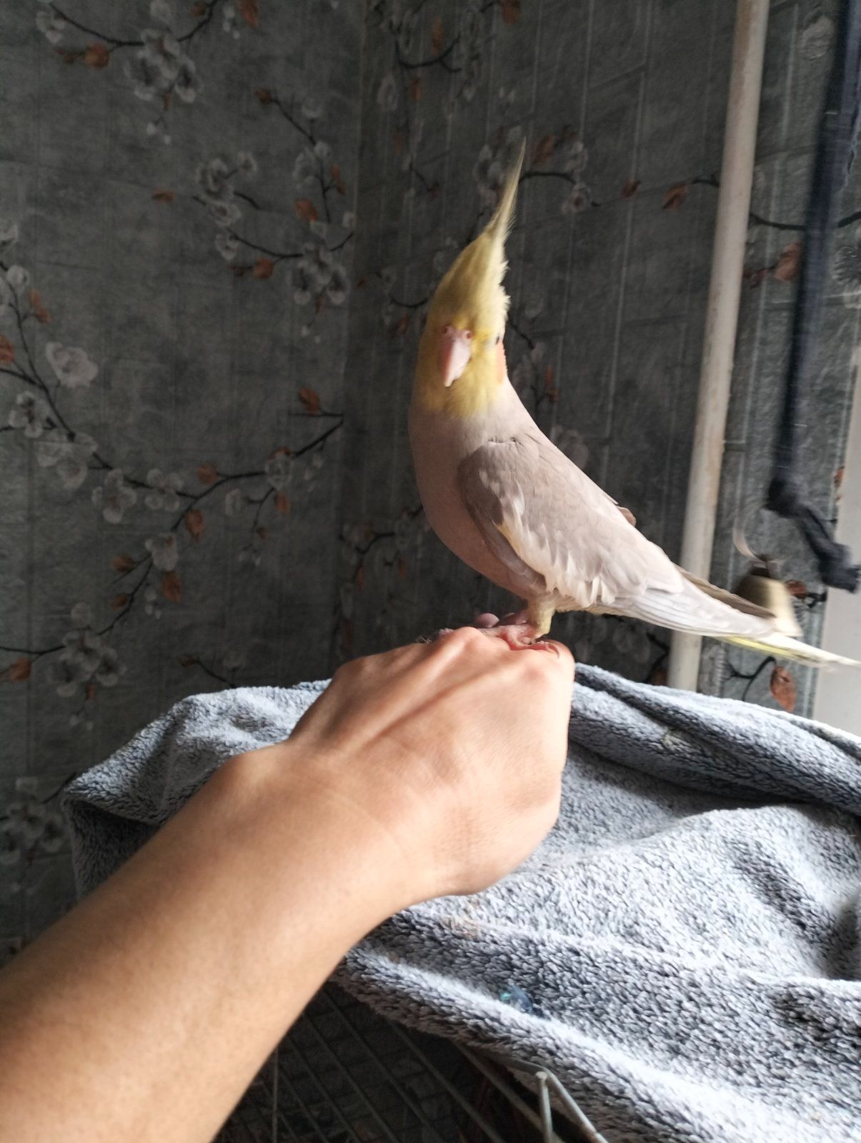 Пара робоча Корелок Природніки