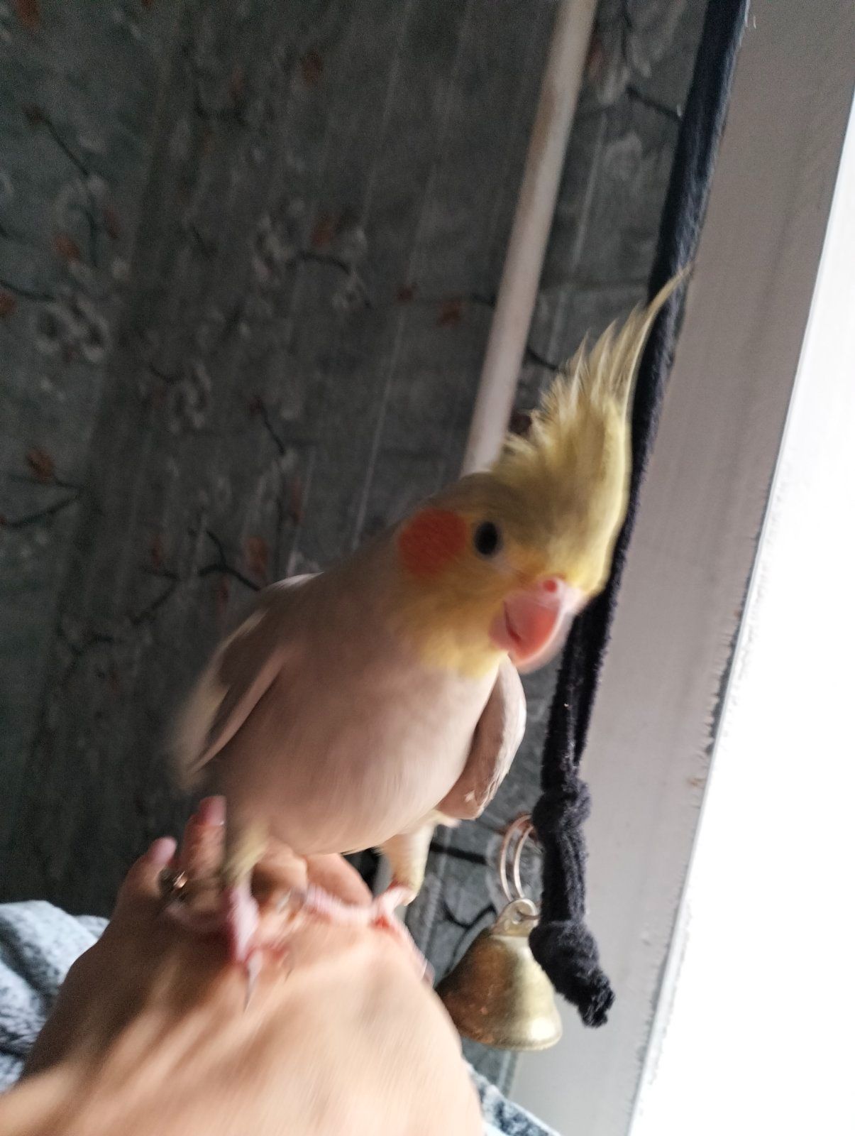 Пара робоча Корелок Природніки