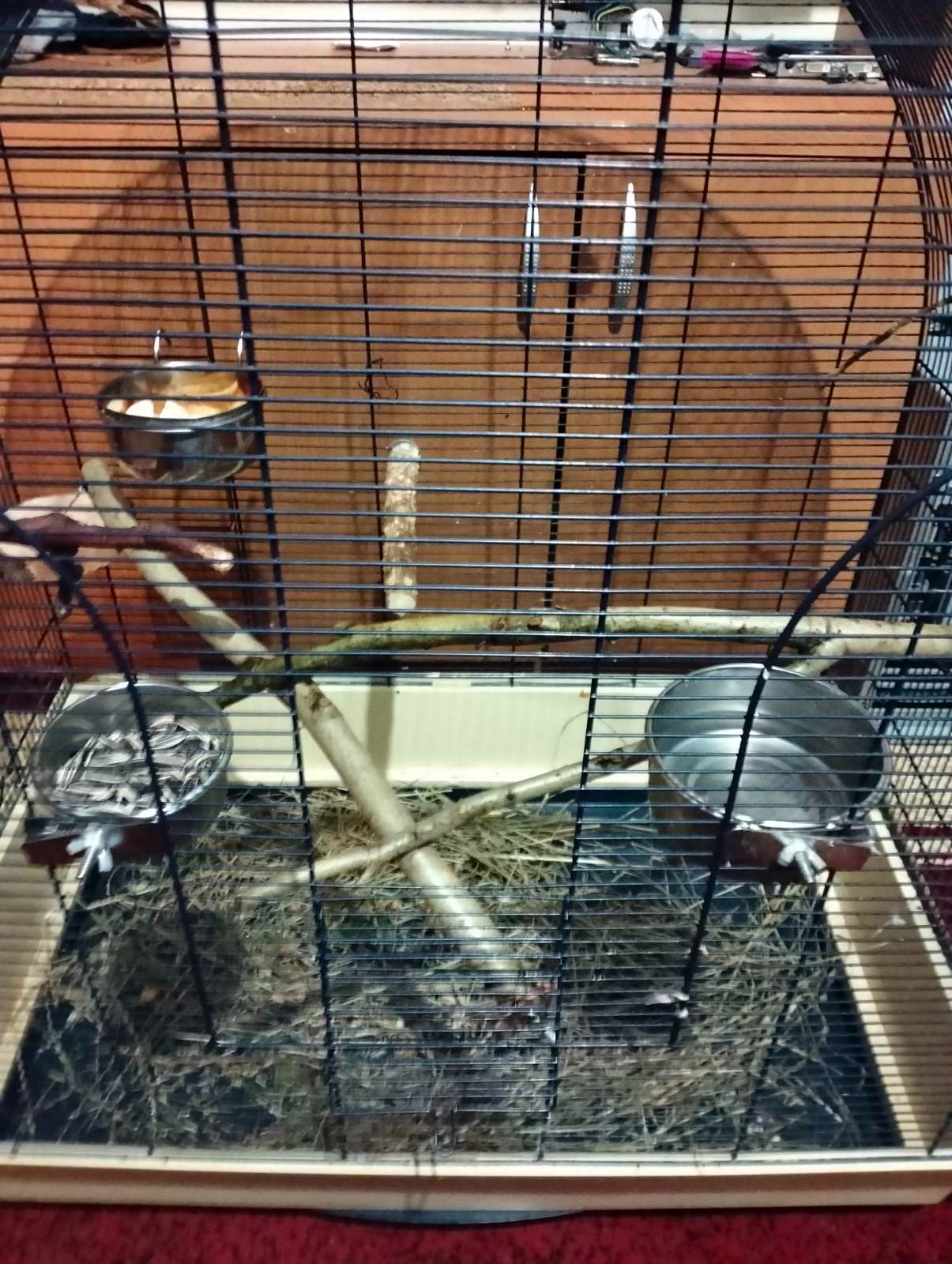 Олександрійський ручний хлопчик