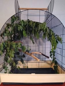 Олександрійський ручний хлопчик