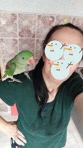 Олександрійський ручний хлопчик