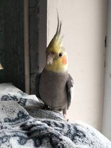 Пара робоча Корелок Природніки