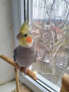 Пара робоча Корелок Природніки