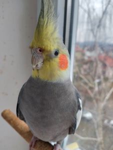 Пара робоча Корелок Природніки