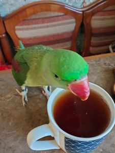 Олександрійський ручний хлопчик