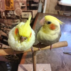 Пара робоча Корелок Природніки