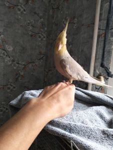 Пара робоча Корелок Природніки