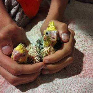 Пара робоча Корелок Природніки