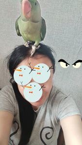 Олександрійський ручний хлопчик