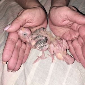 Пара робоча Корелок Природніки