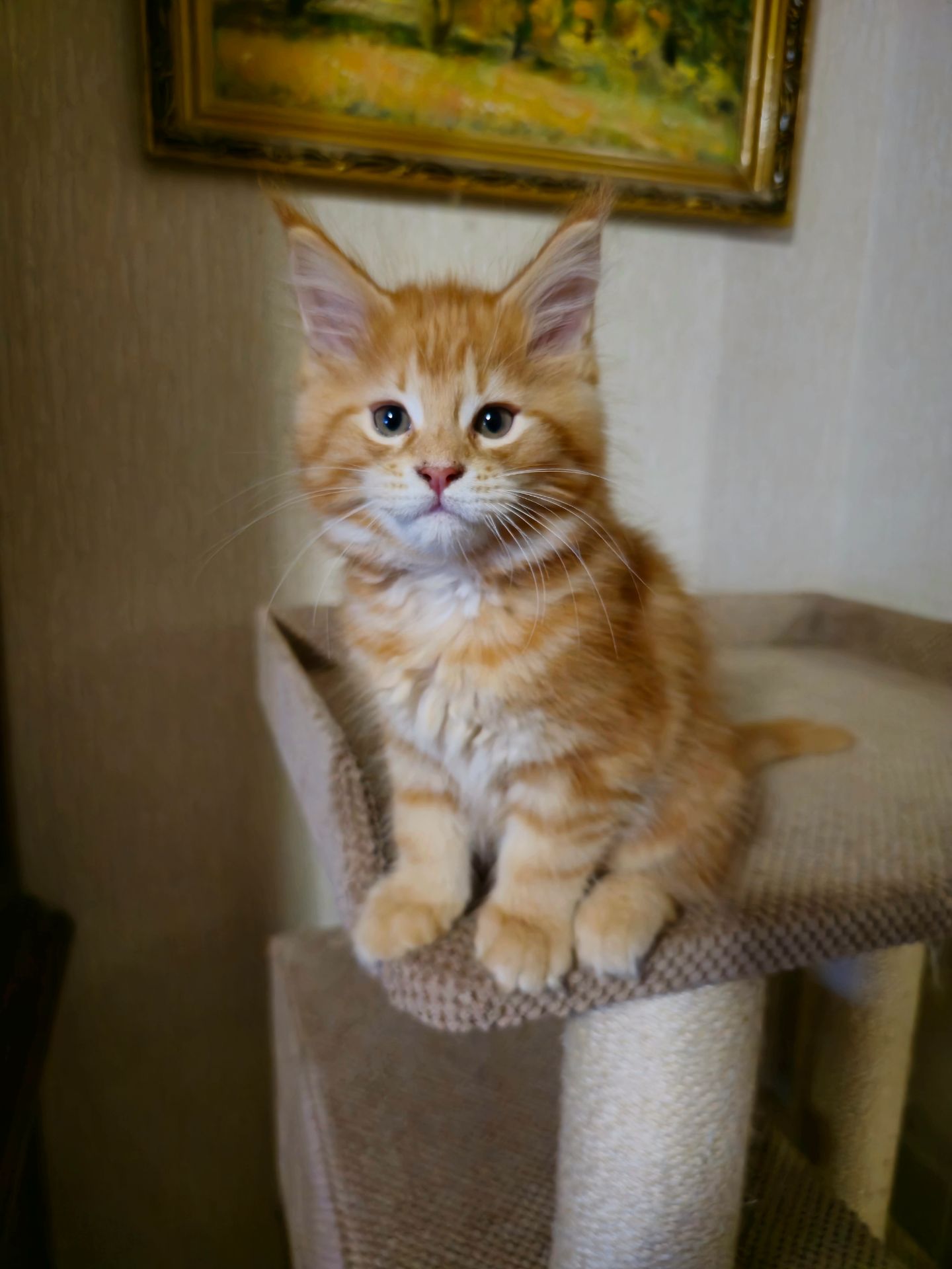 Кошенята мейн-кун (червоний мармур)