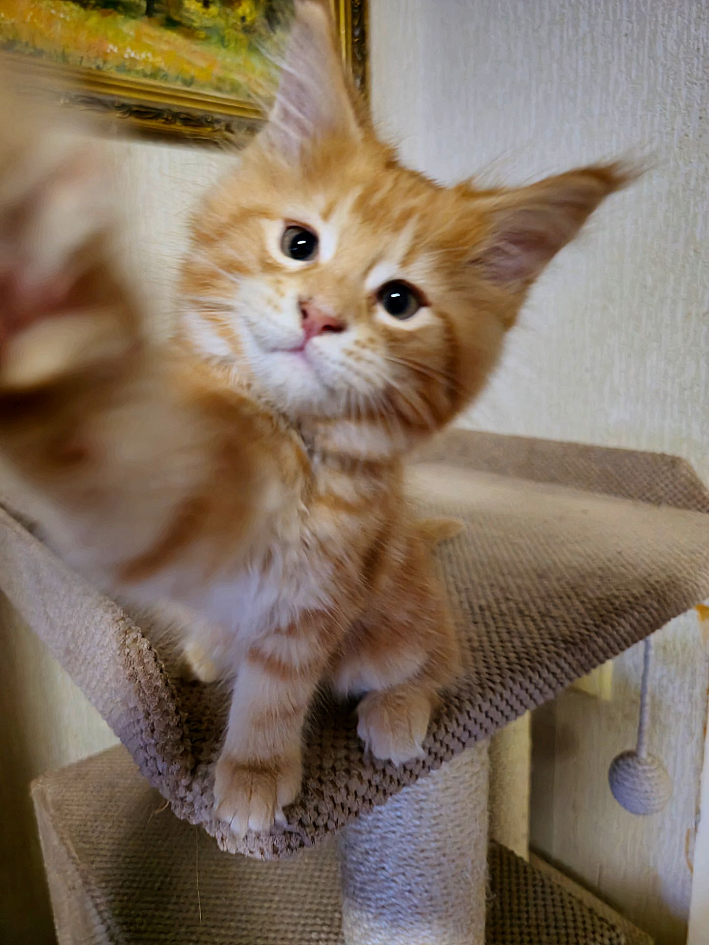 Кошенята мейн-кун (червоний мармур)