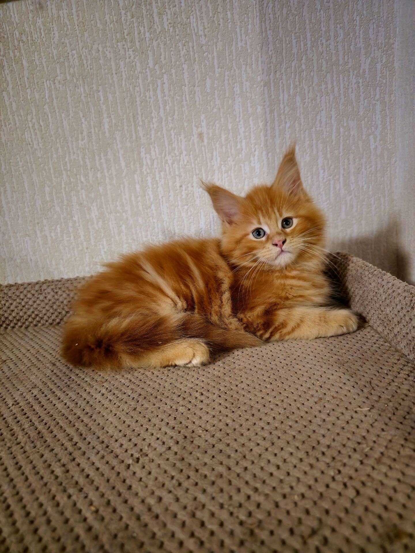 Кошенята мейн-кун (червоний мармур)