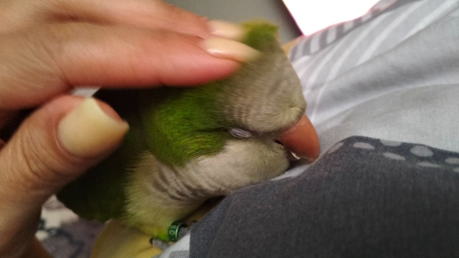 Монашик Хлопчик Ківік