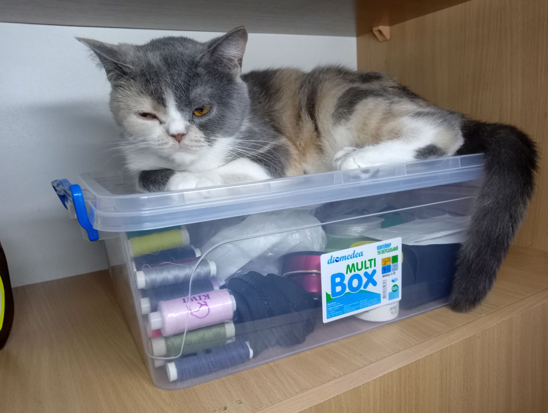 Яркая трёхцветная британская