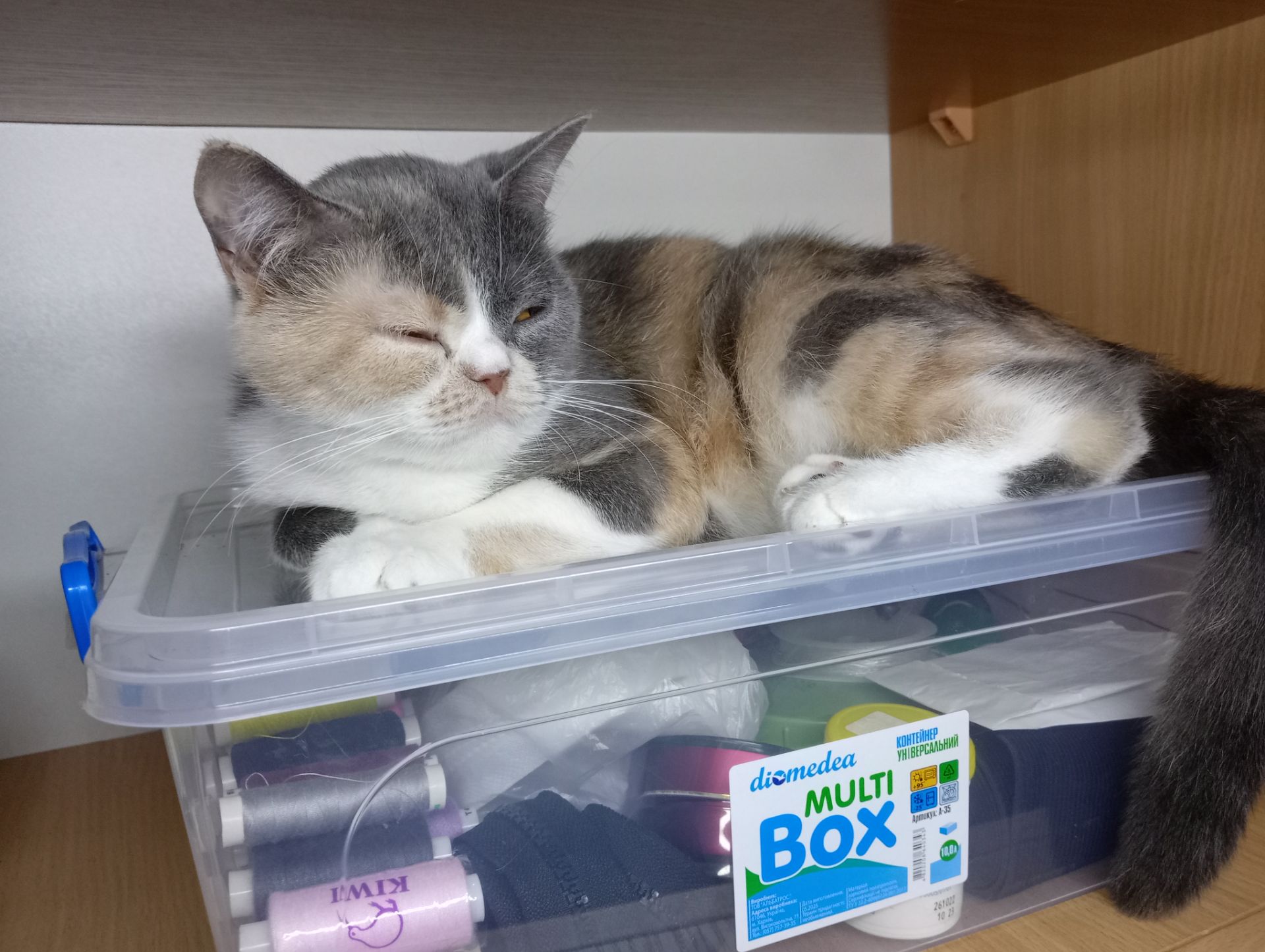 Яркая трёхцветная британская