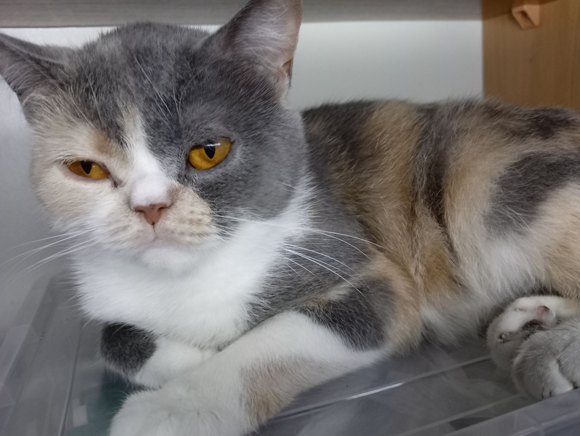 Яркая трёхцветная британская