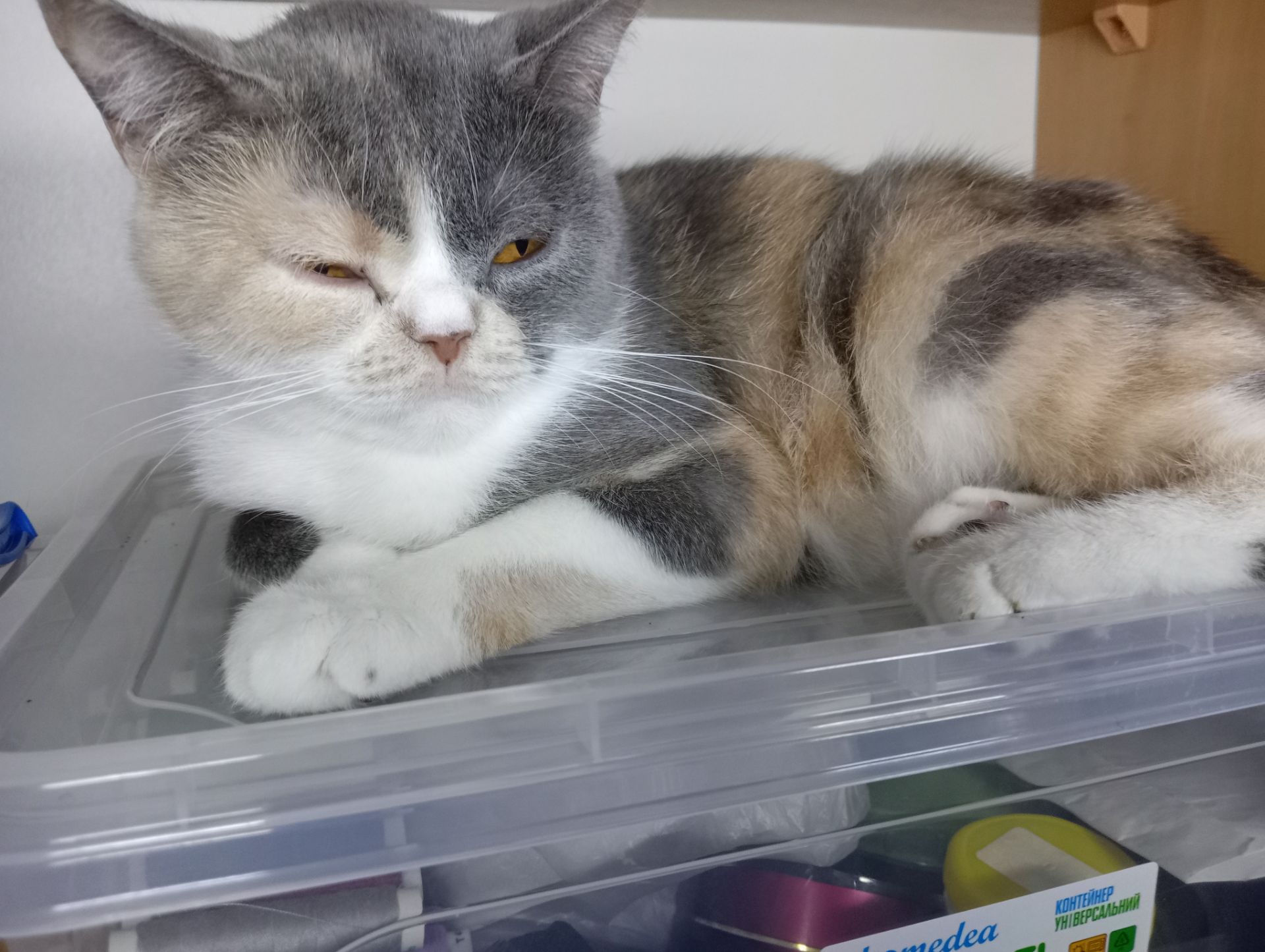 Яркая трёхцветная британская