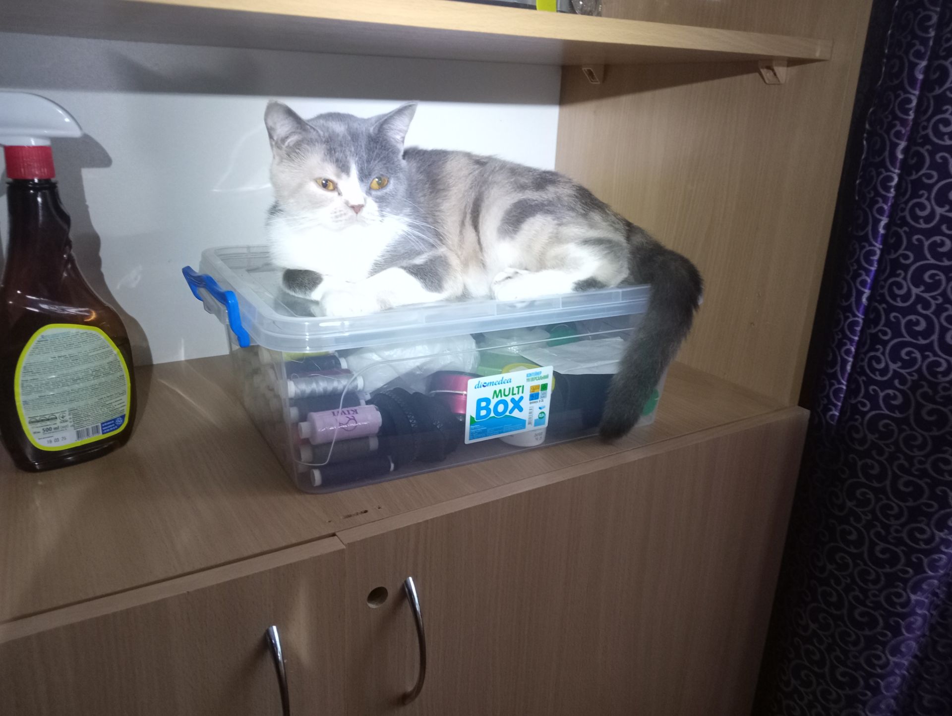 Яркая трёхцветная британская