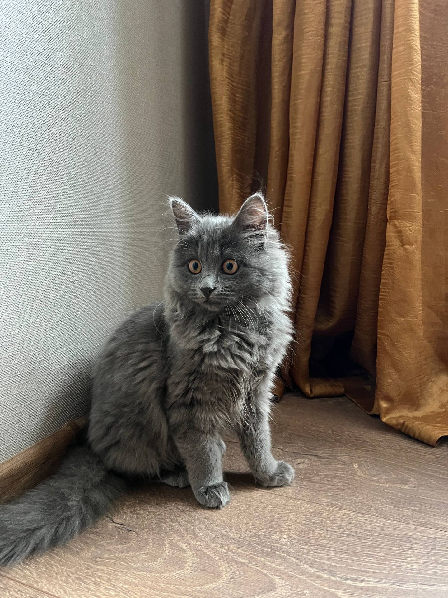 Кошеня нібелунга