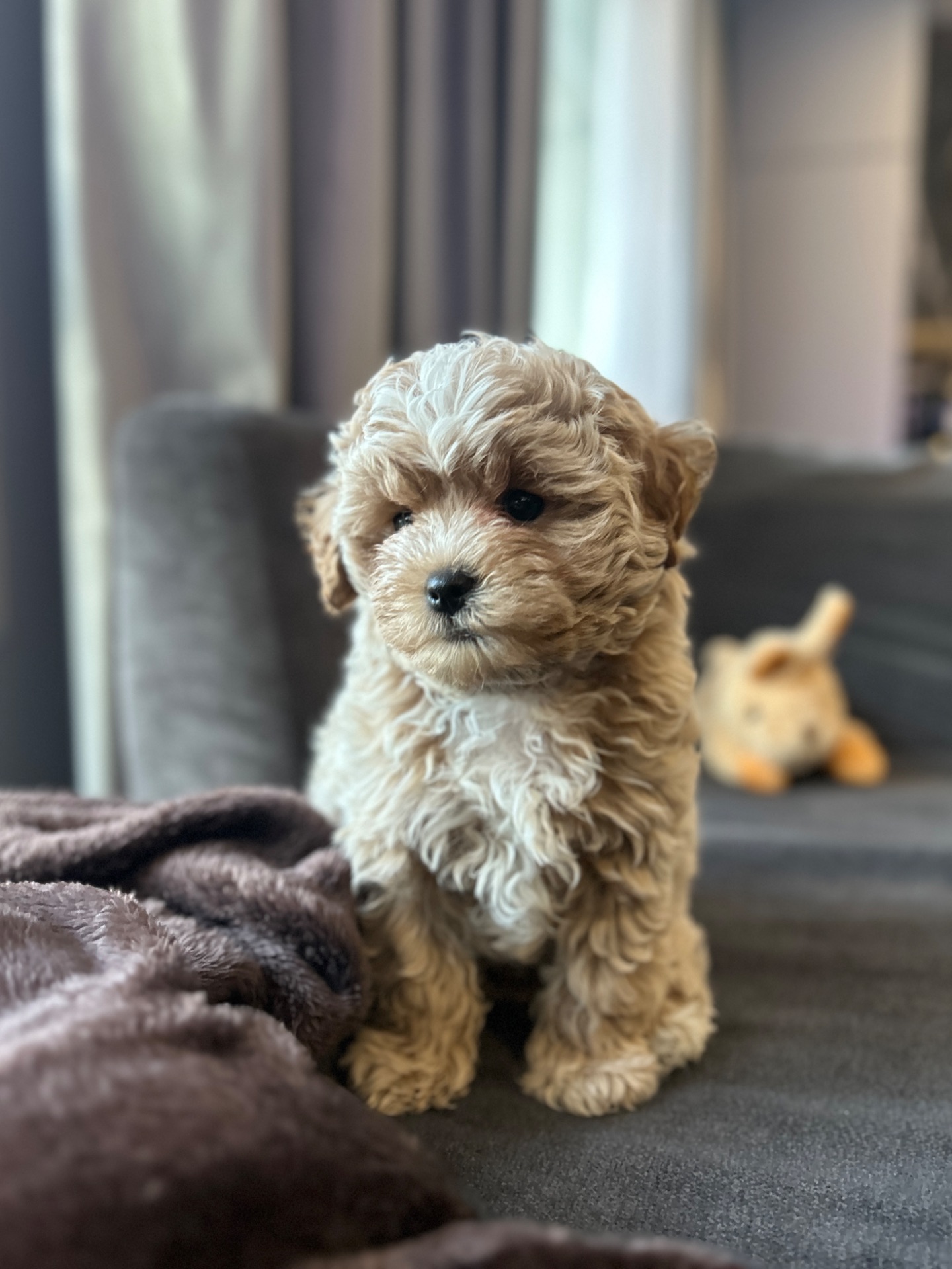 Мальчик мальтипу f1 с милым беби фейс Киев