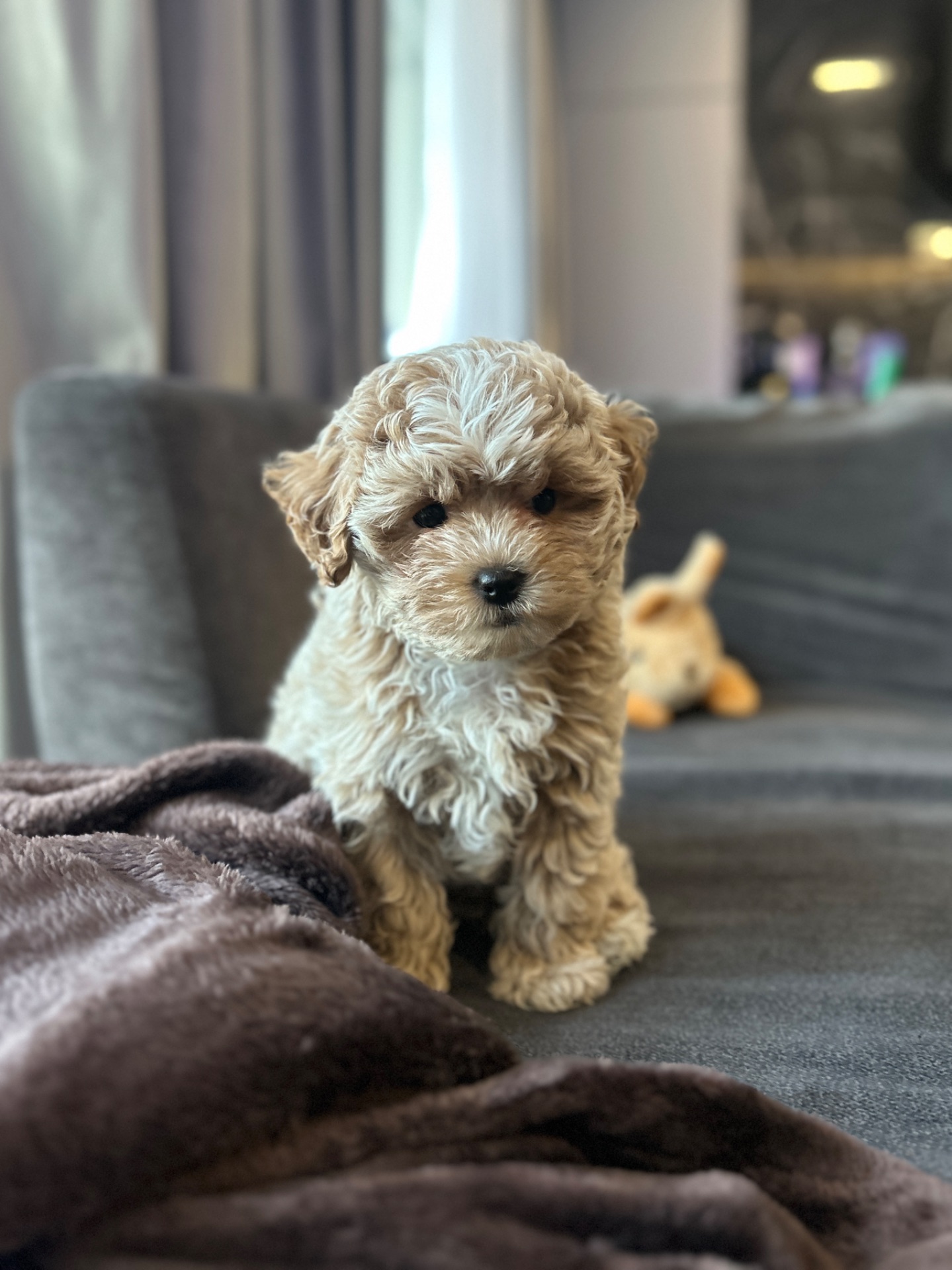 Мальчик мальтипу f1 с милым беби фейс Киев