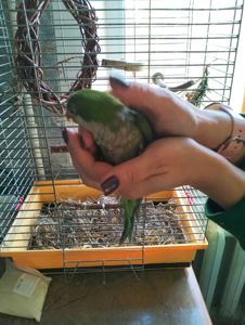 Монашик Хлопчик Ківік