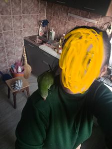 Монашик Хлопчик Ківік