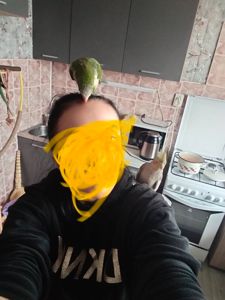 Монашик Хлопчик Ківік