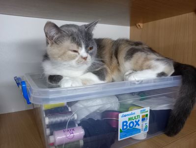 Яркая трёхцветная британская