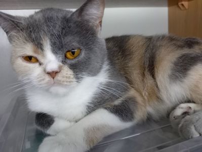 Яркая трёхцветная британская