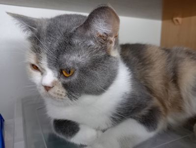 Яркая трёхцветная британская