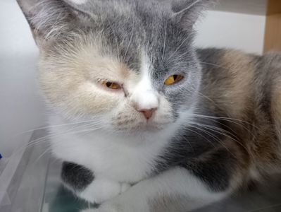 Яркая трёхцветная британская