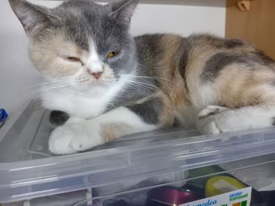 Яркая трёхцветная британская