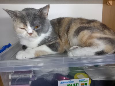 Яркая трёхцветная британская