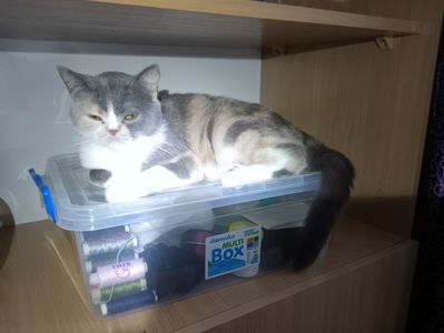 Яркая трёхцветная британская