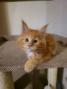 Кошенята мейн-кун (червоний мармур)