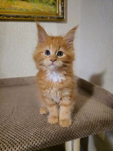 Кошенята мейн-кун (червоний мармур)