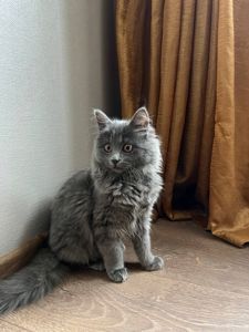 Кошеня нібелунга