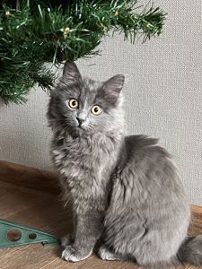 Кошеня нібелунга