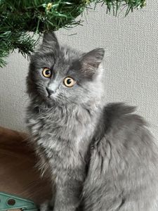 Кошеня нібелунга