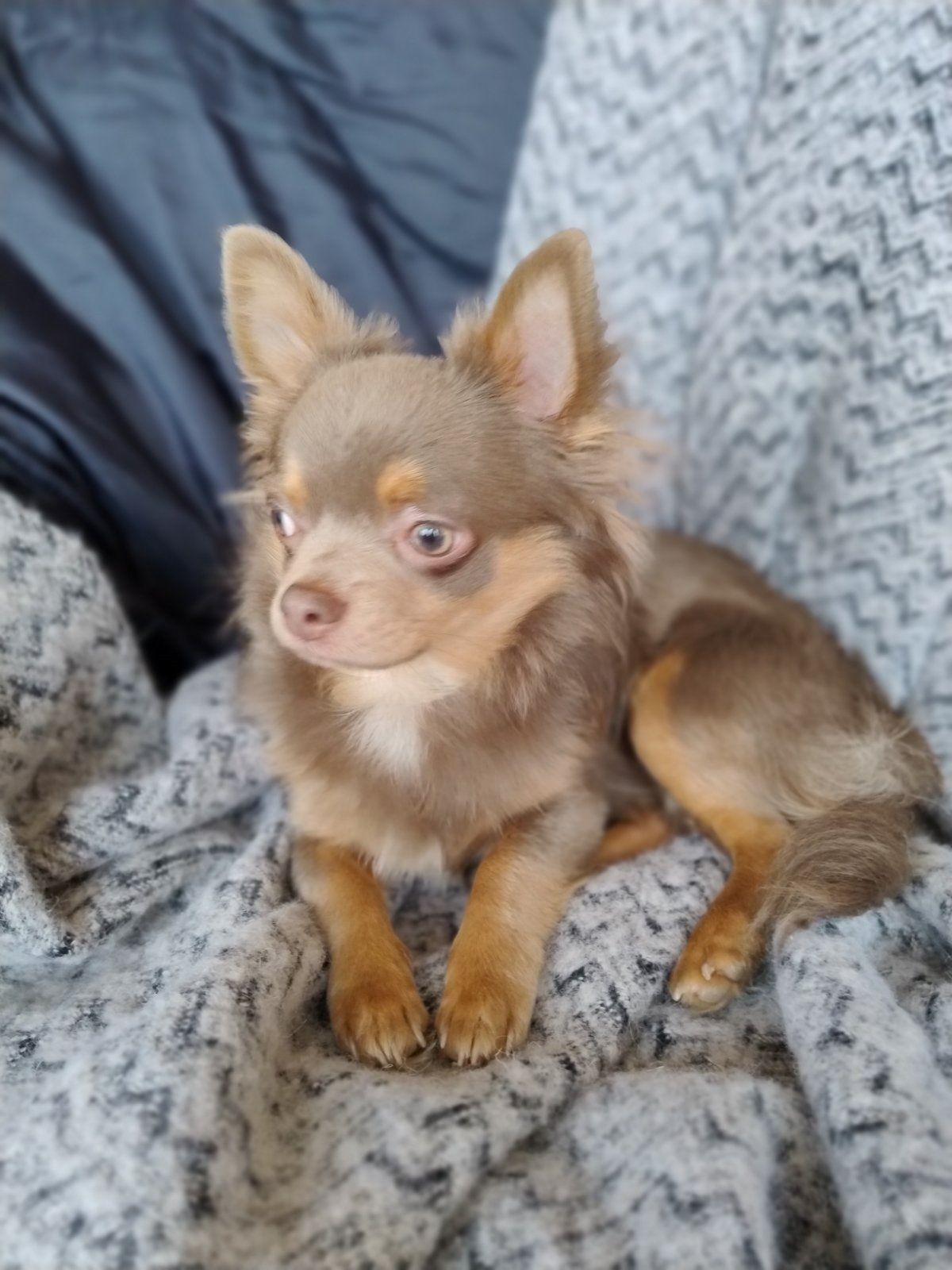 Розплідник Чихуахуа Cheertful Community