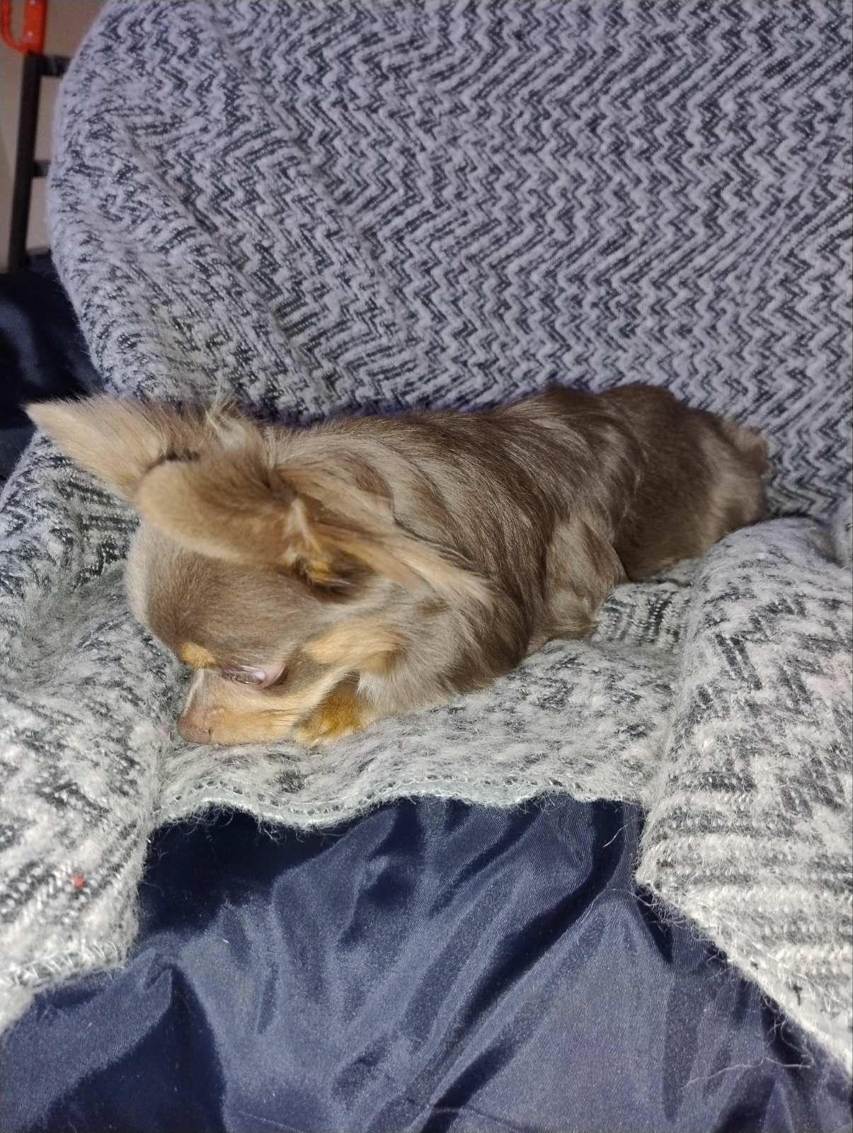 Розплідник Чихуахуа Cheertful Community