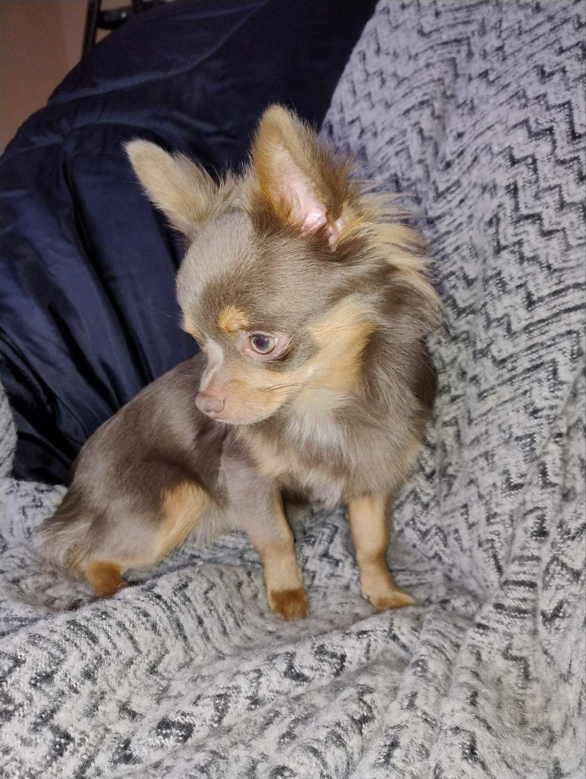 Розплідник Чихуахуа Cheertful Community