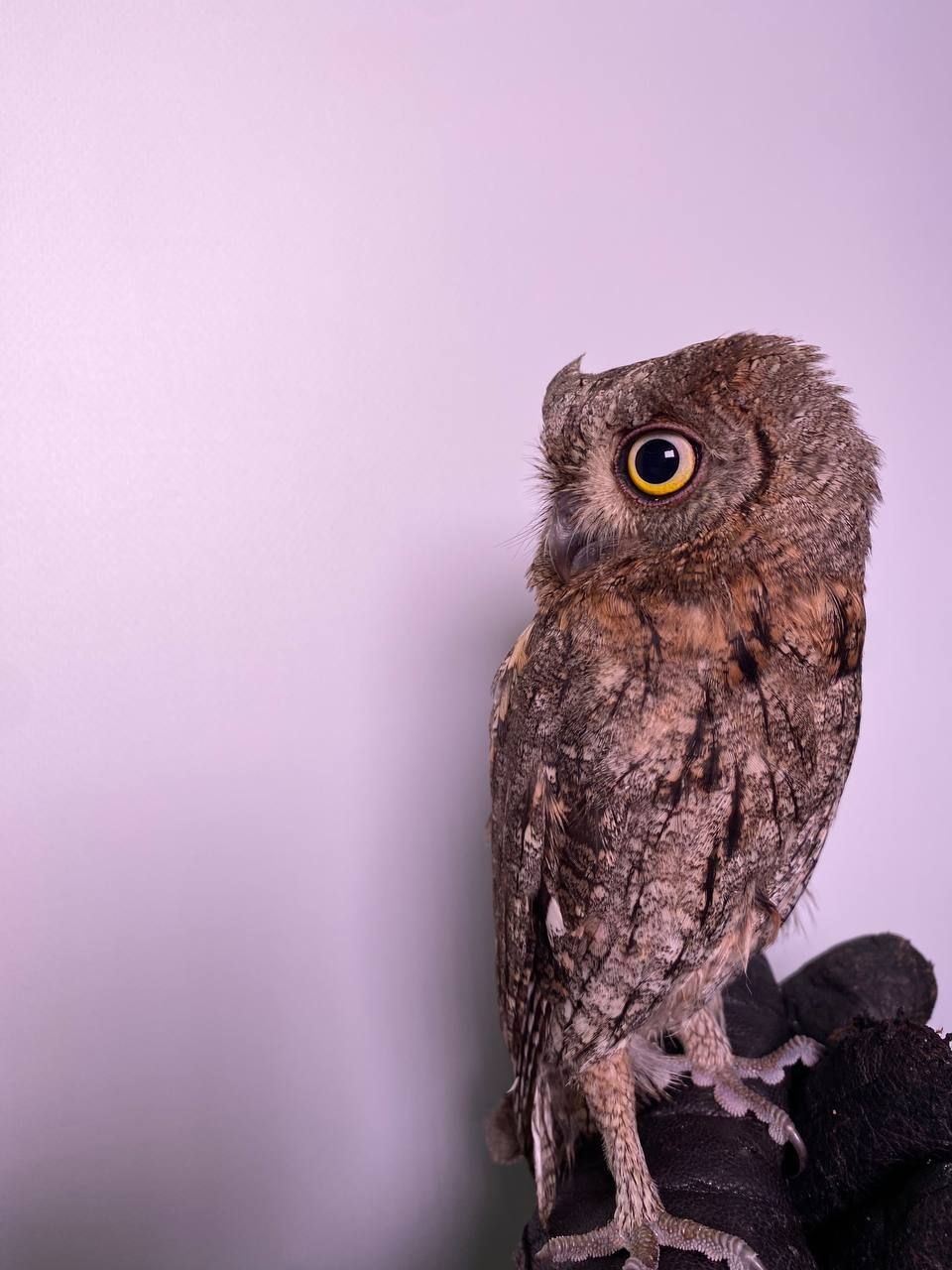 Сплюшка ручна, карликова сова, маленька сова, домашня сова ручна