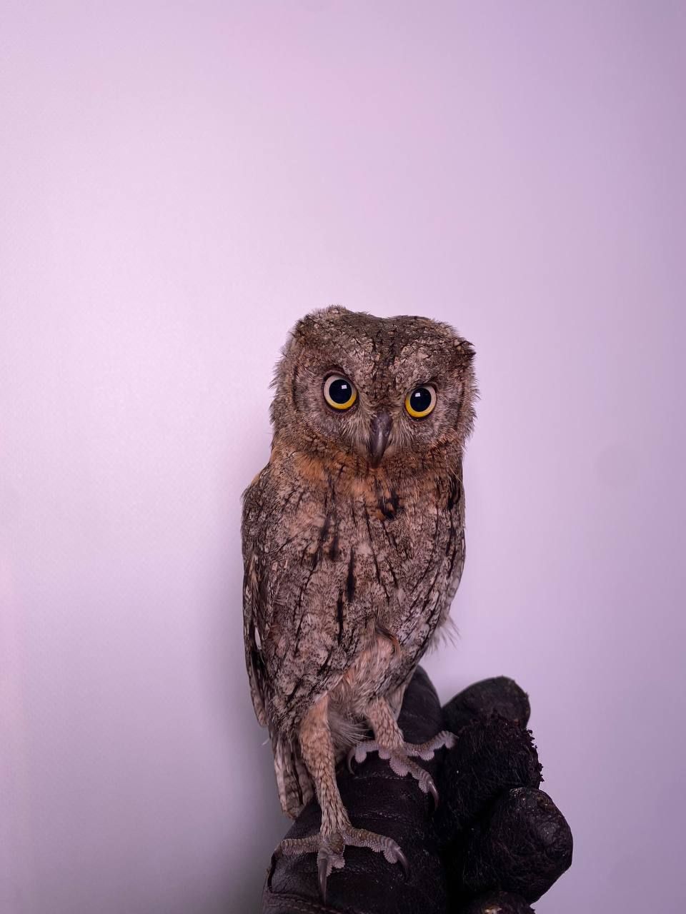 Сплюшка ручна, карликова сова, маленька сова, домашня сова ручна