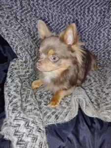 Розплідник Чихуахуа Cheertful Community